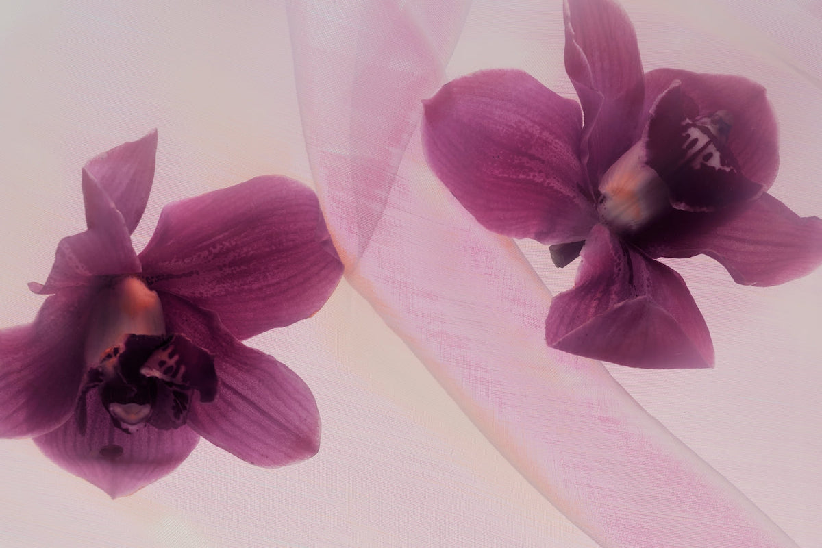 Bloom